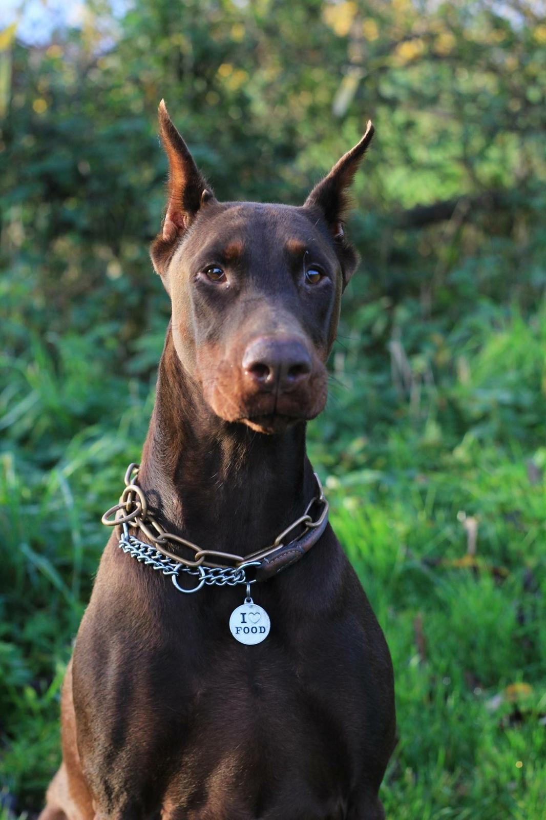 Dobermann Diaz Betelges billede 13