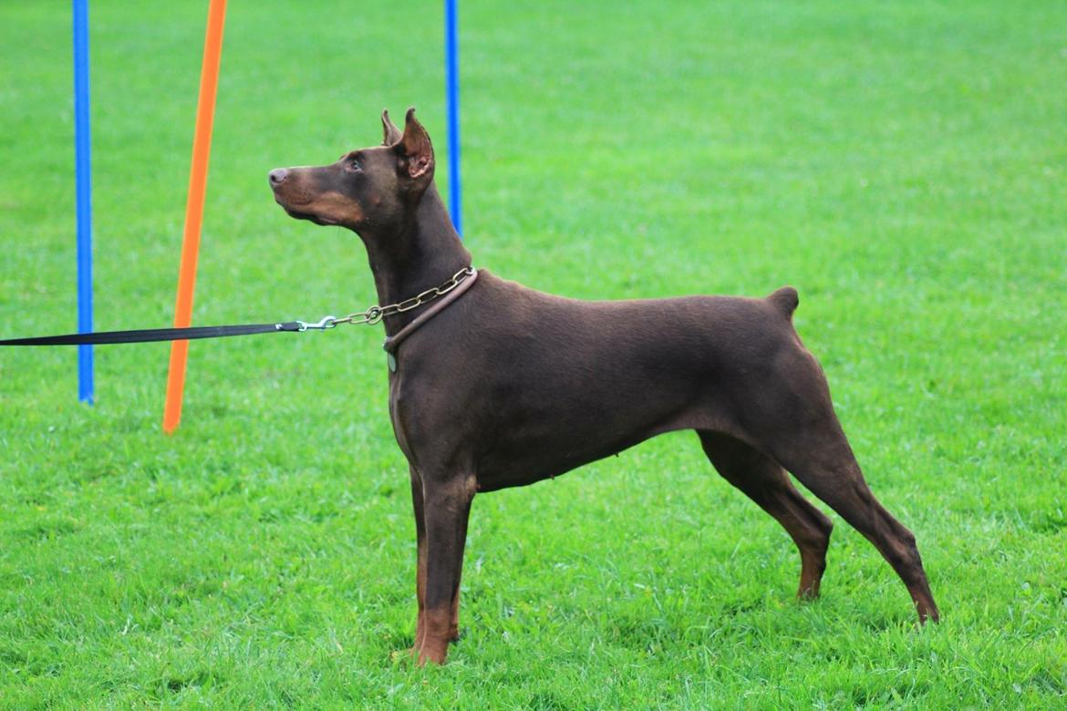 Dobermann Diaz Betelges billede 10