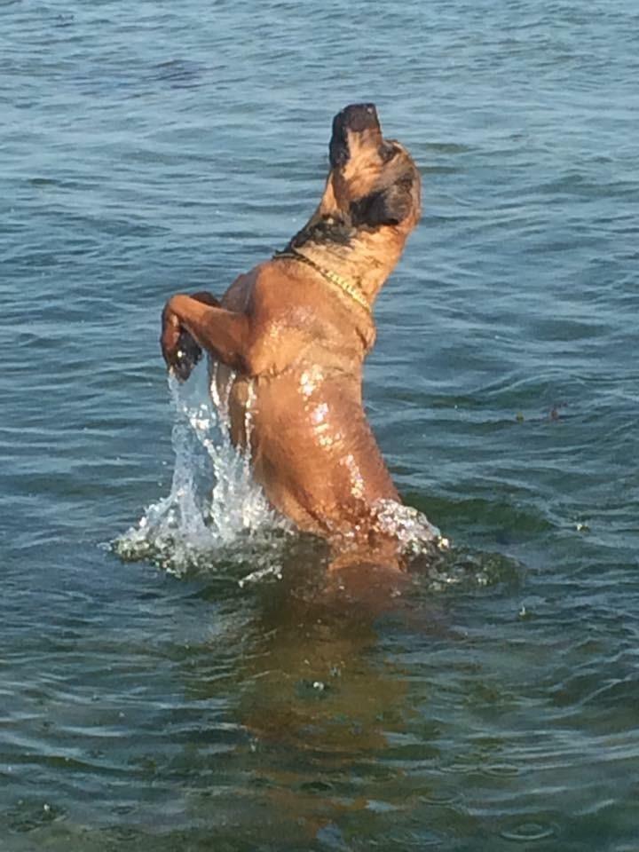 Blanding af racer Aslan billede 23