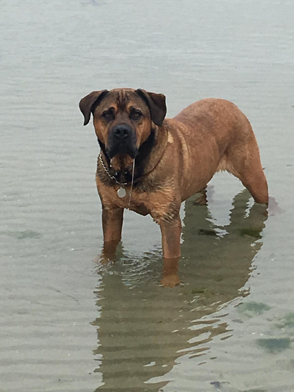 Blanding af racer Aslan billede 25