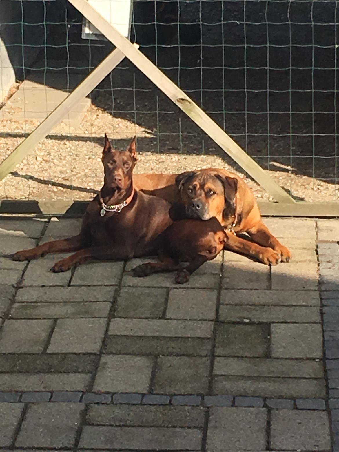 Blanding af racer Aslan billede 26