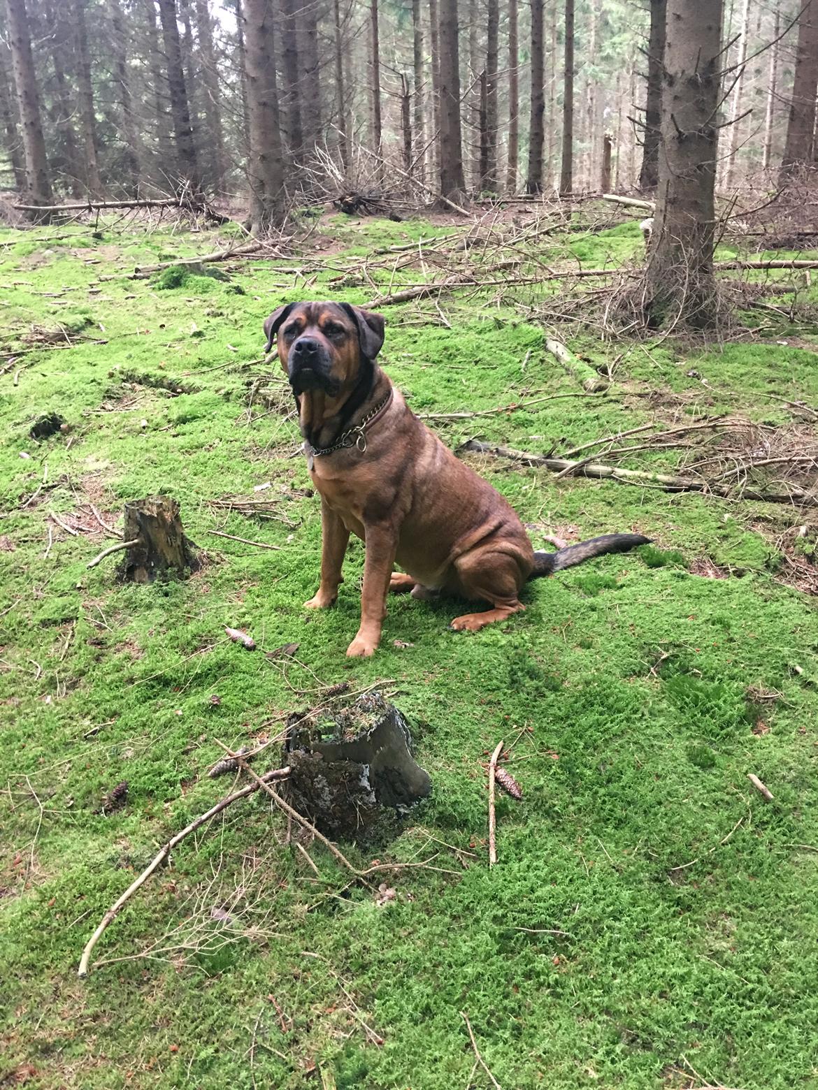 Blanding af racer Aslan billede 27