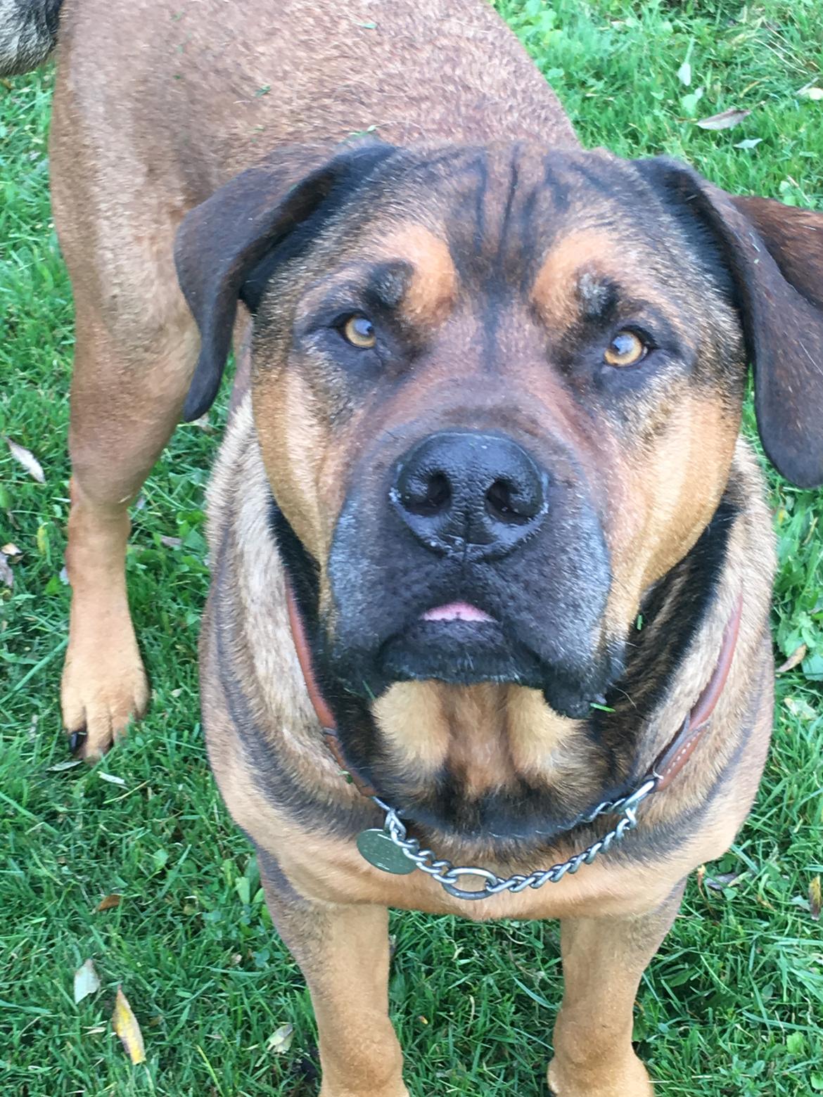 Blanding af racer Aslan billede 28