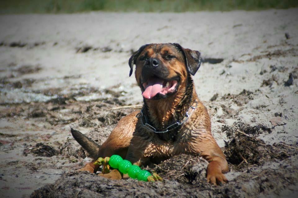 Blanding af racer Aslan billede 24