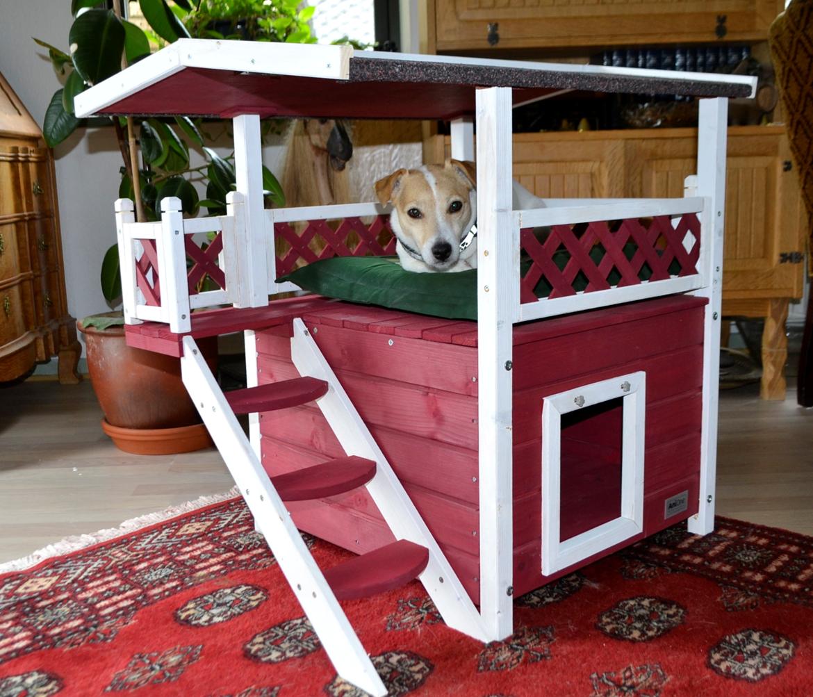 Jack russell terrier majse billede 2