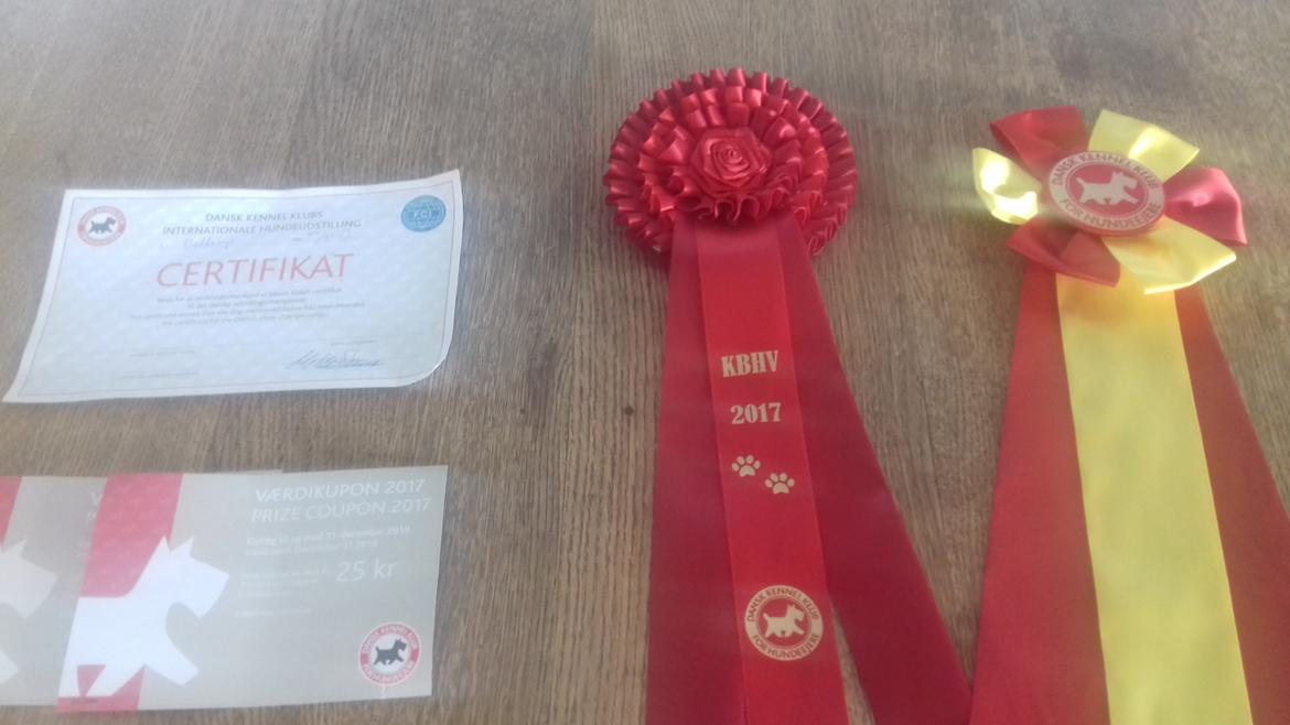 Rat Terrier Solgaards Buddy billede 19