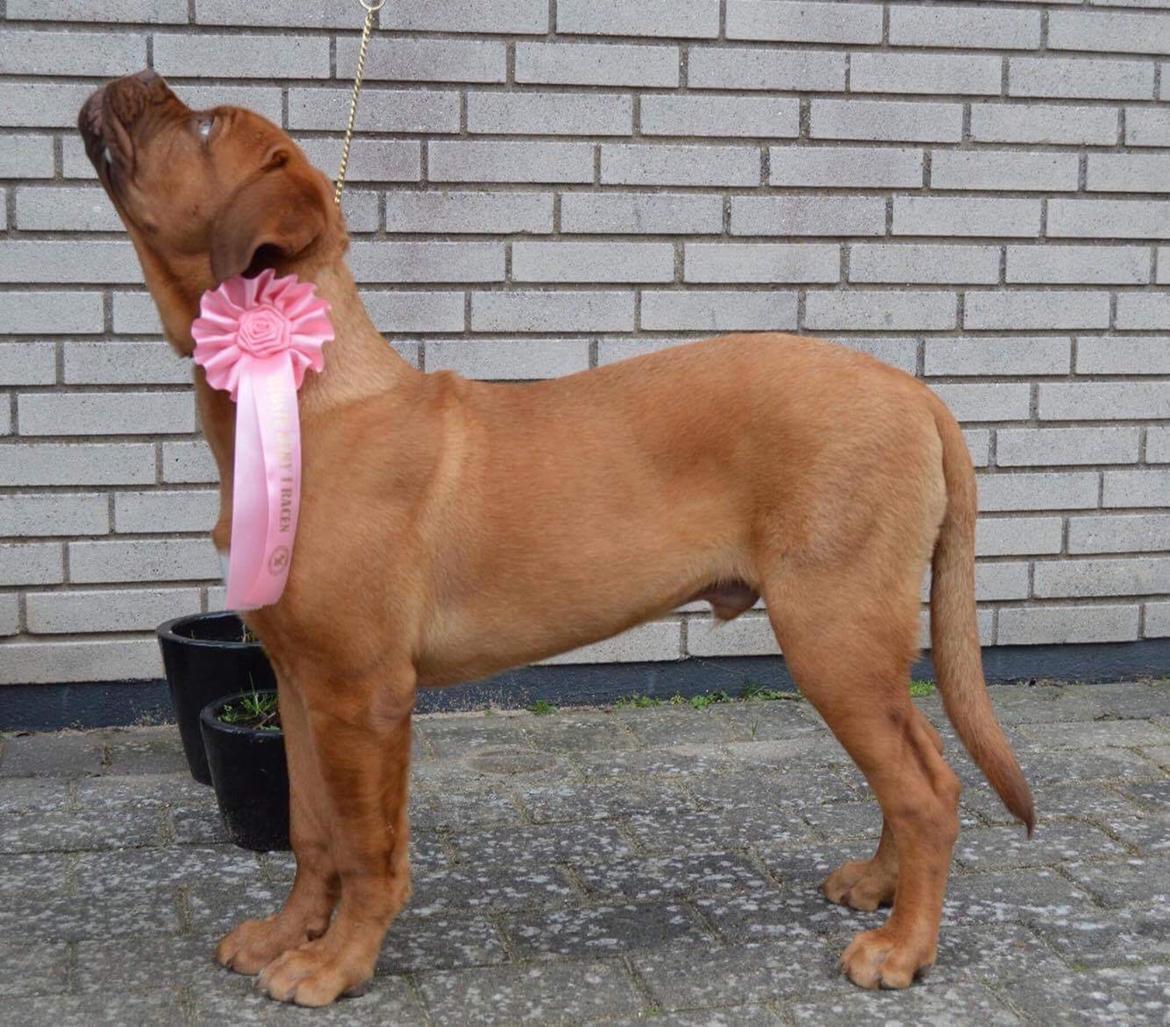 Dogue de bordeaux Homer - International udstilling, Bedste baby i racen  billede 1