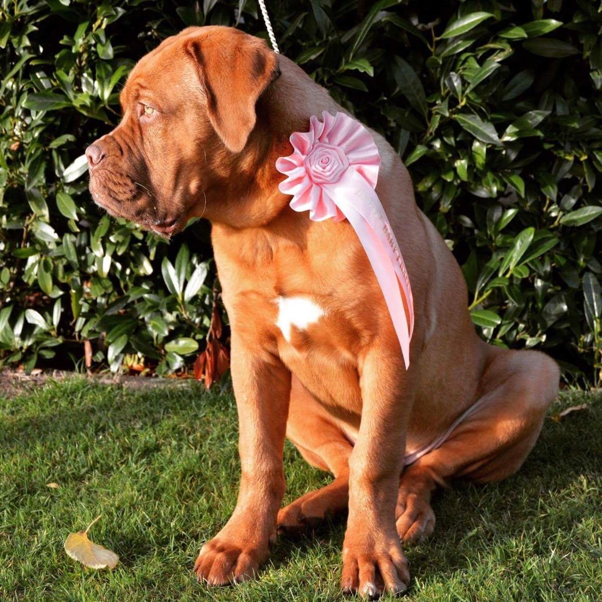 Dogue de bordeaux Homer - International udstilling, Herning, Bedste baby i racen  billede 2