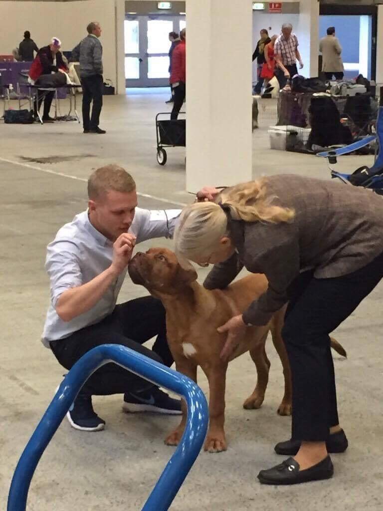 Dogue de bordeaux Homer - Homer i ringen  billede 3