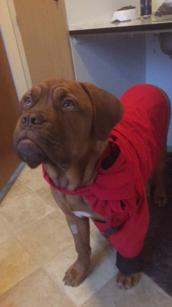 Dogue de bordeaux Homer - Homer i mors regnjakke billede 4