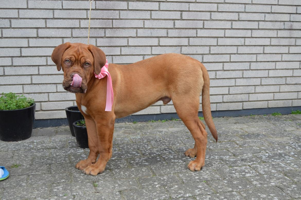 Dogue de bordeaux Homer - Kærlighed til ham her billede 6