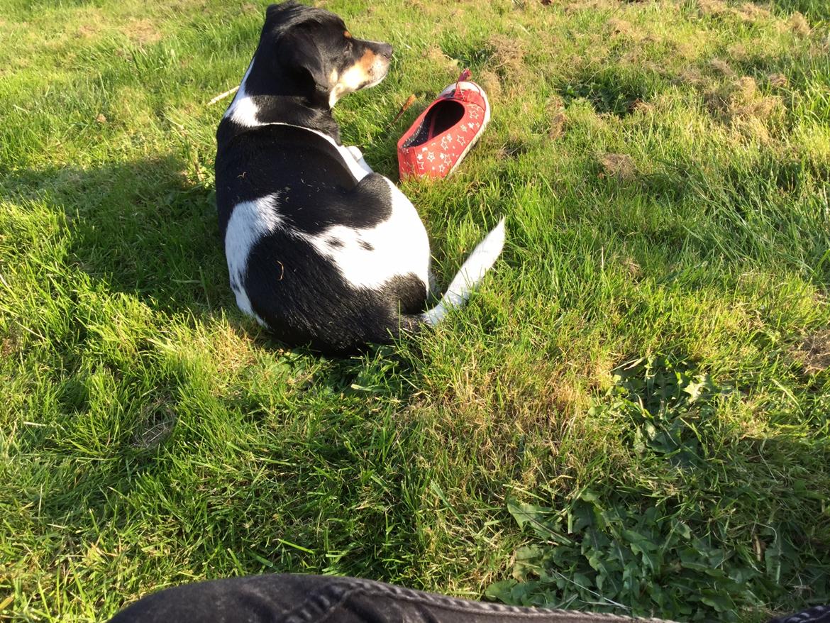 Dansk svensk gaardhund Alfa (Tilbydes til parring) billede 4