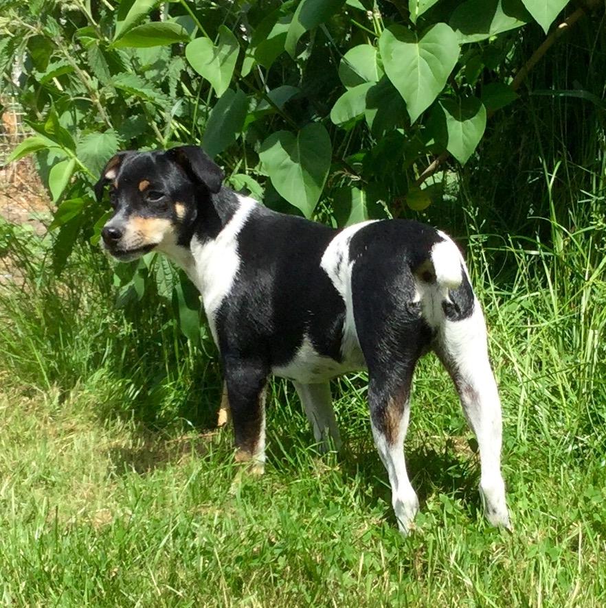 Dansk svensk gaardhund Alfa (Tilbydes til parring) billede 2