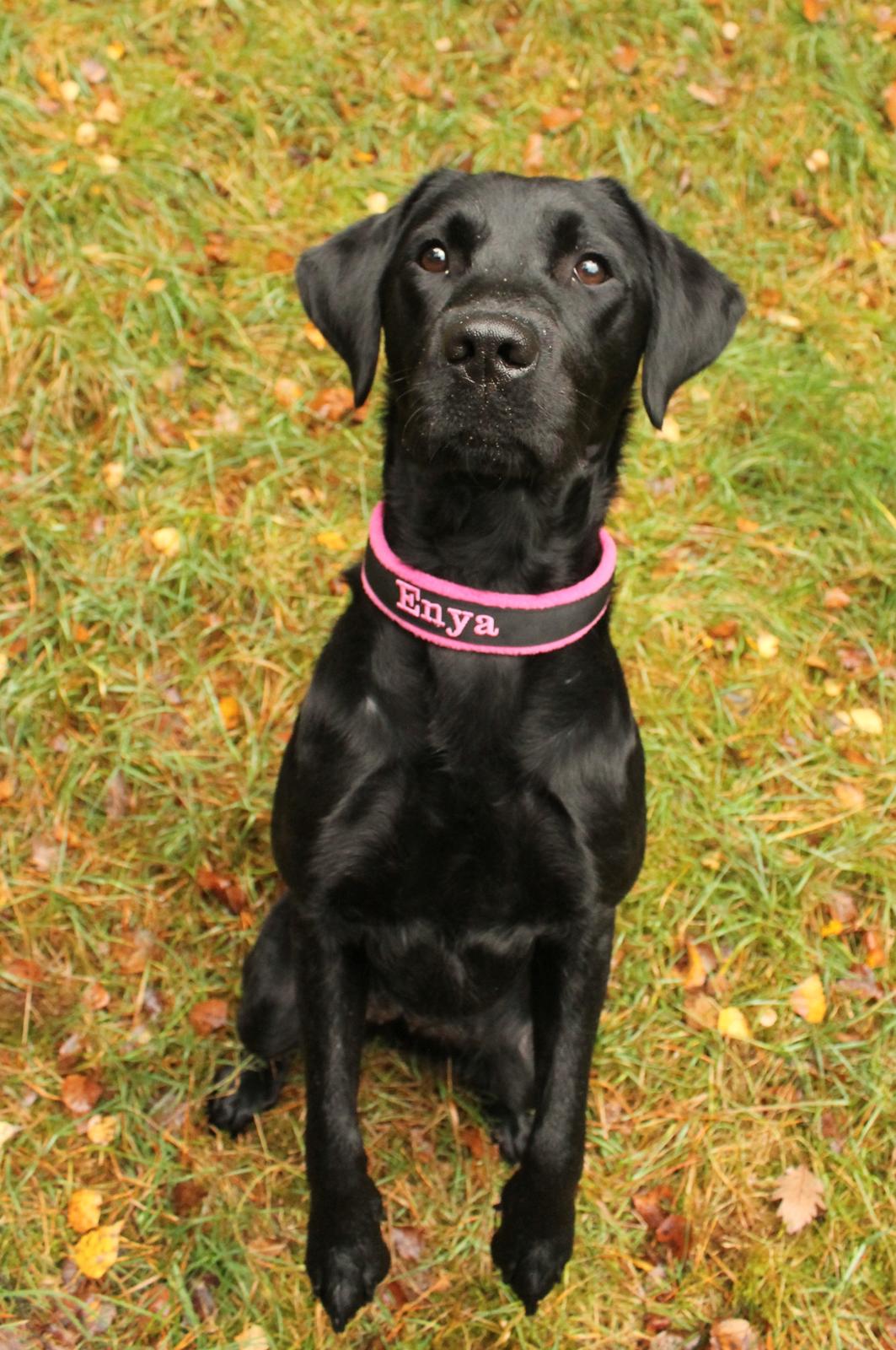 Labrador retriever Enya billede 38