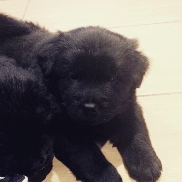 Blanding af racer Holly billede 1