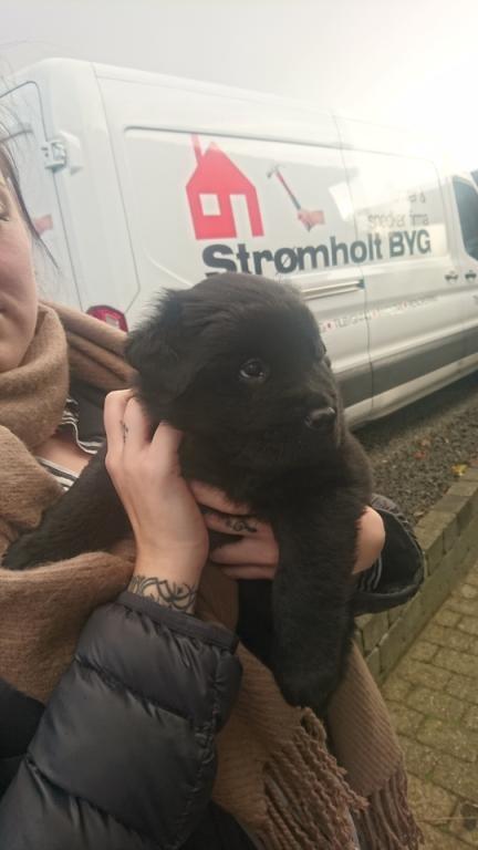 Blanding af racer Holly billede 2