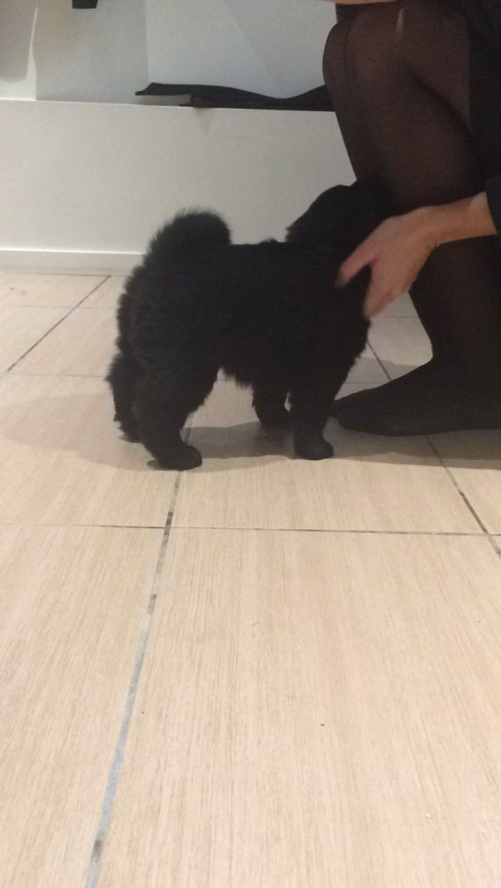 Blanding af racer Holly billede 3