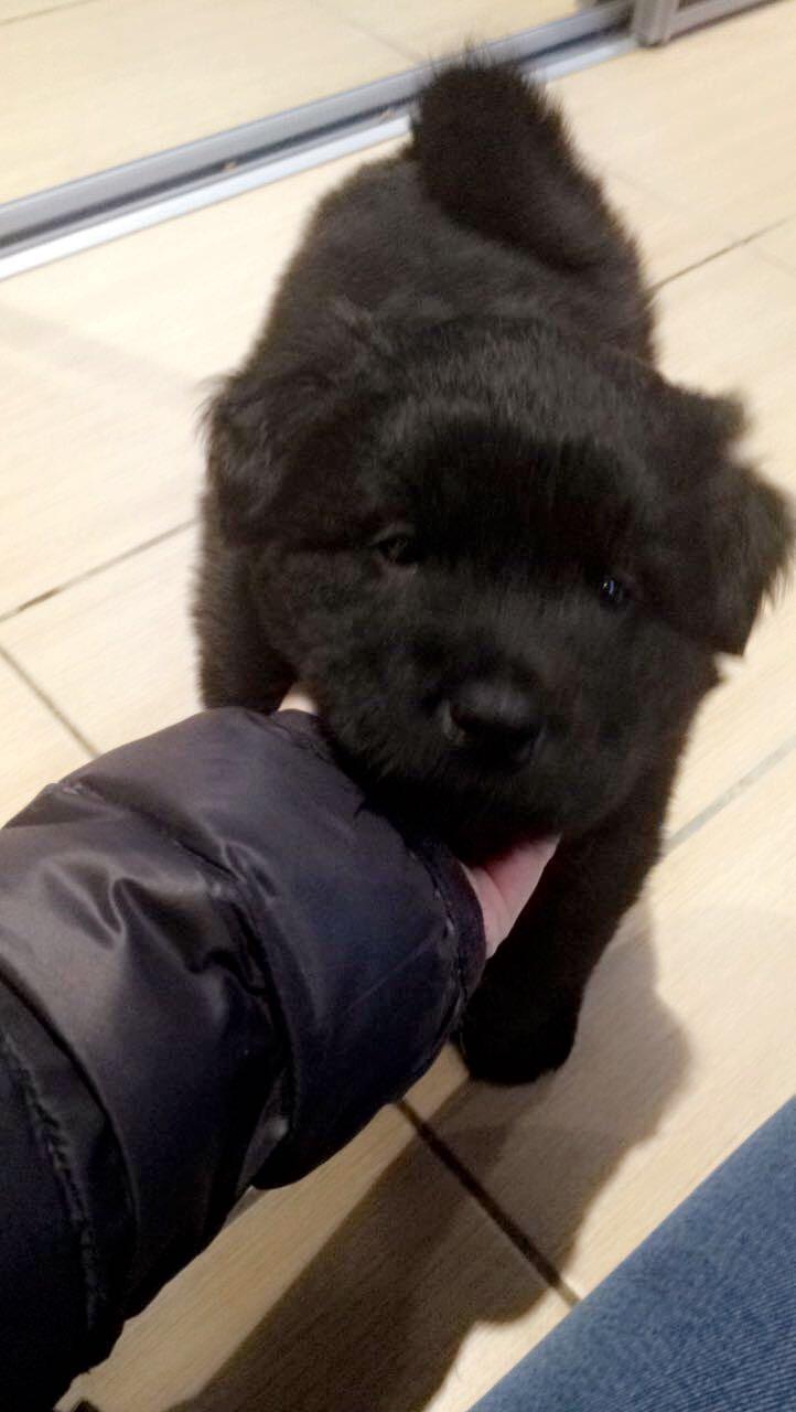 Blanding af racer Holly billede 4