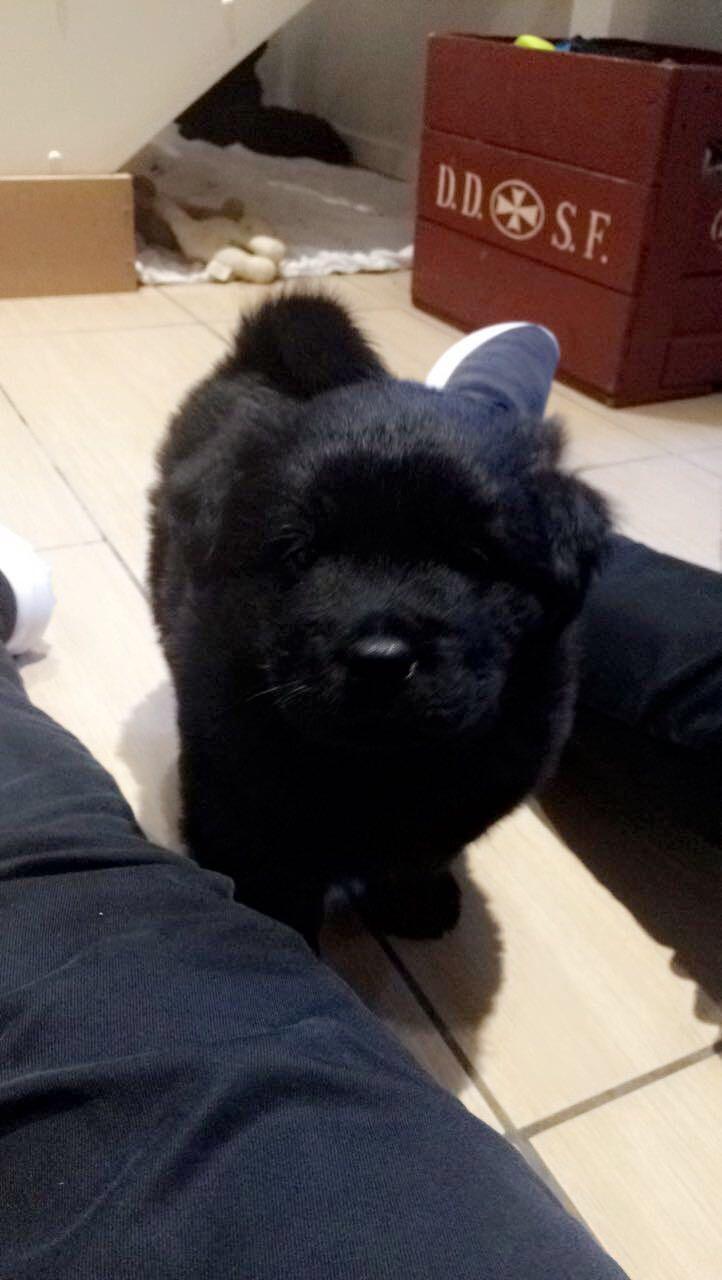 Blanding af racer Holly billede 5