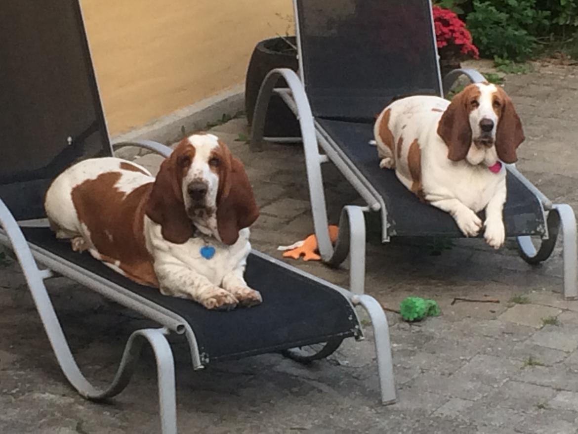 Basset hound Ludvig billede 1