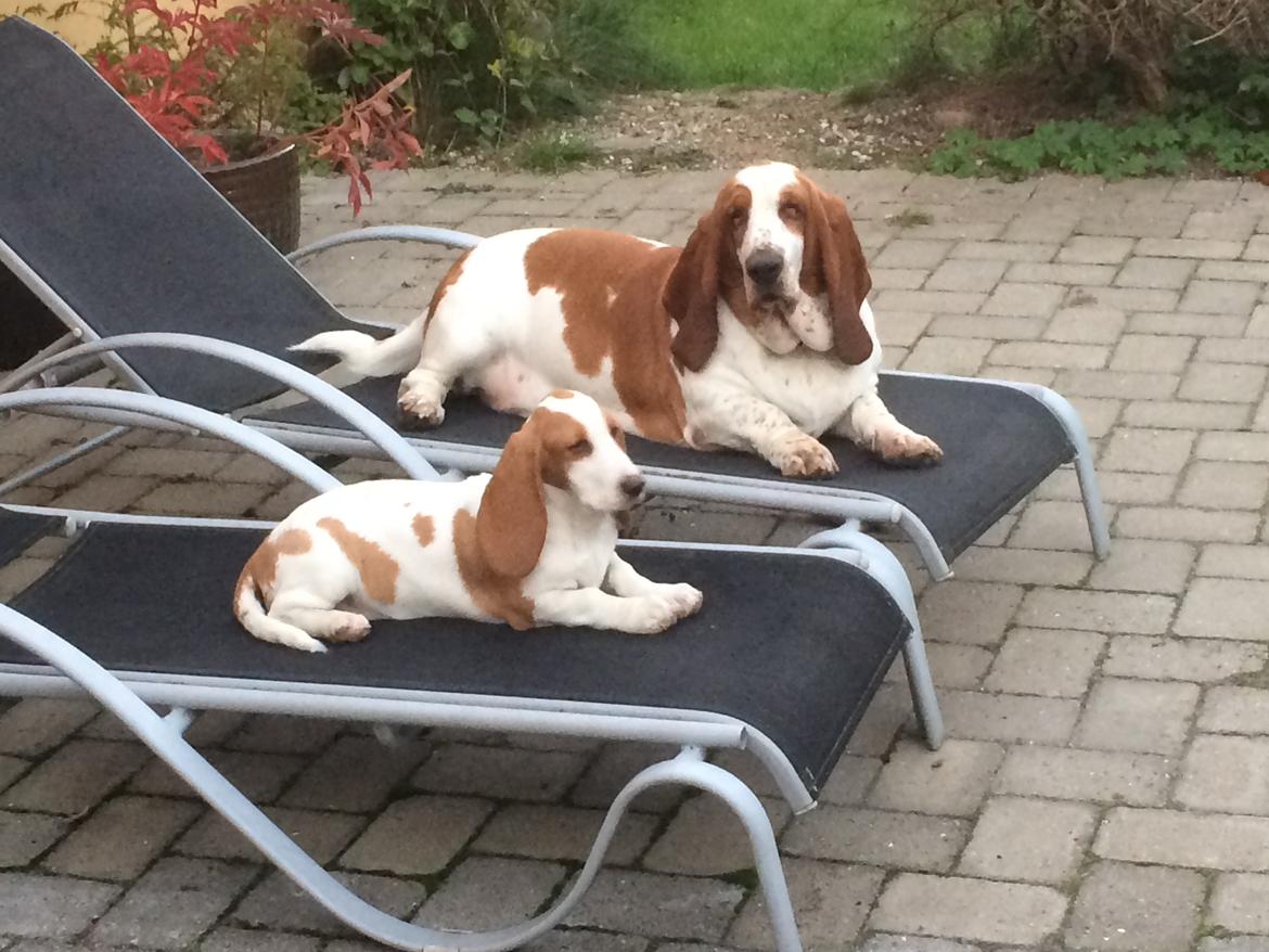 Basset hound Ludvig billede 3