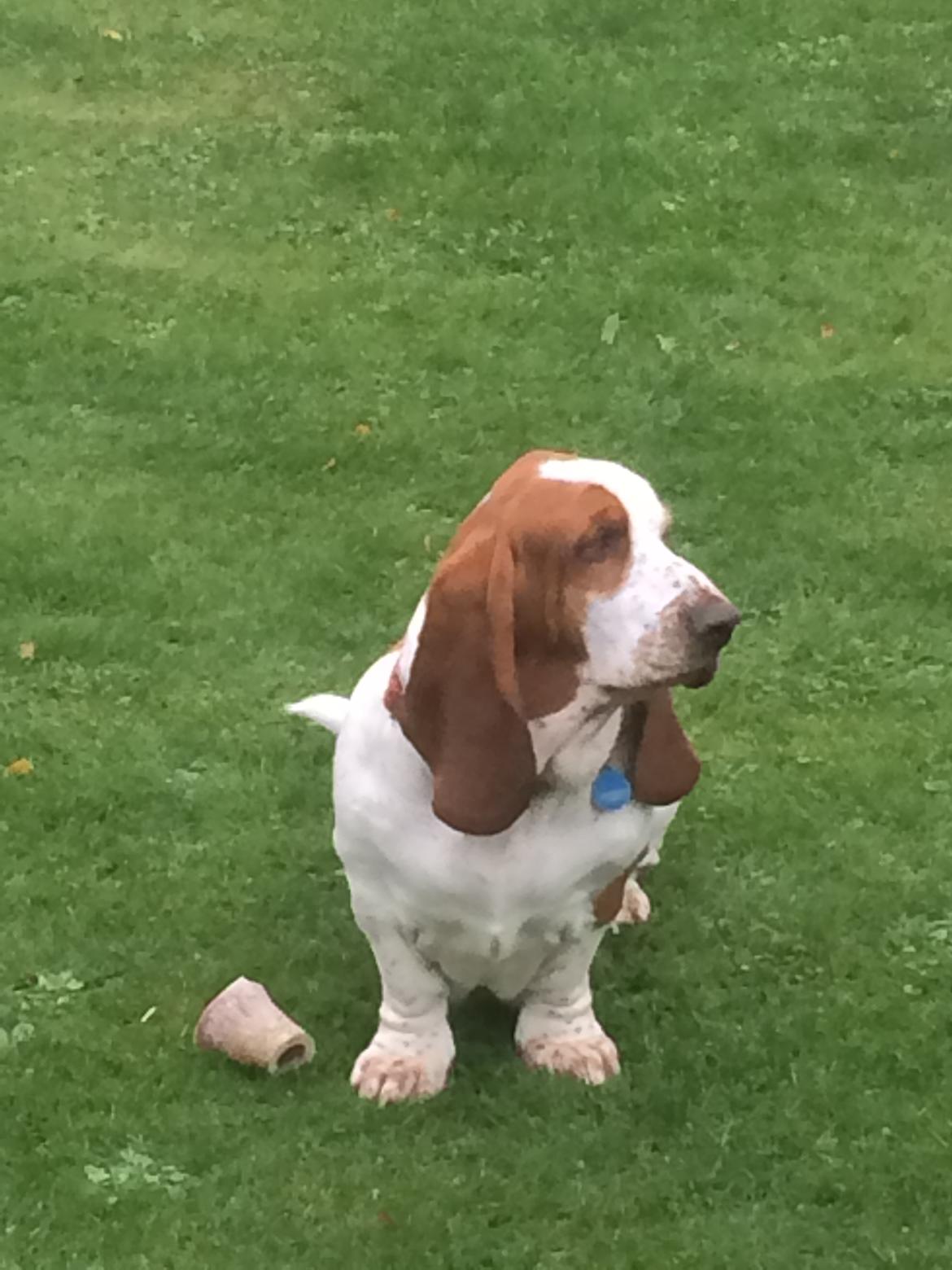 Basset hound Ludvig billede 5