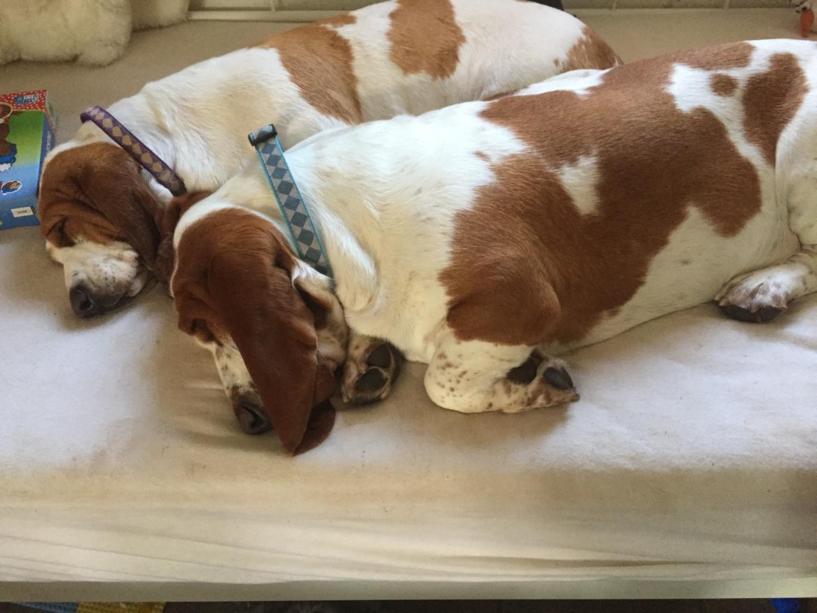 Basset hound Malou billede 3