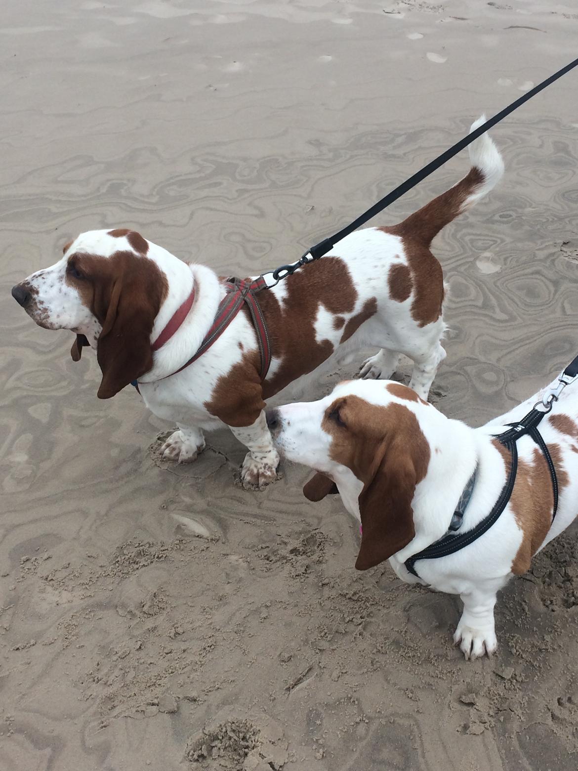 Basset hound Malou billede 4