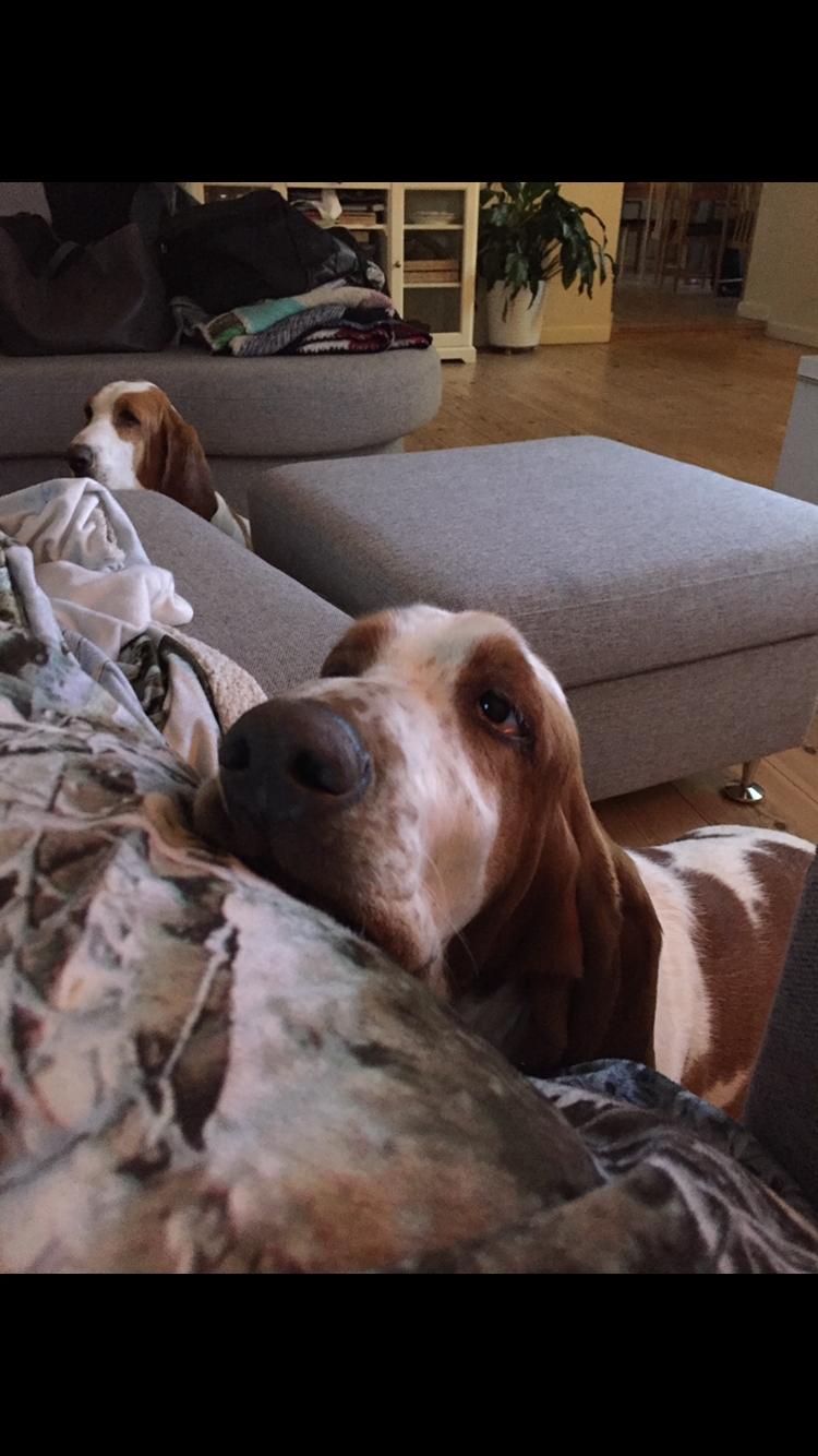 Basset hound Malou billede 6