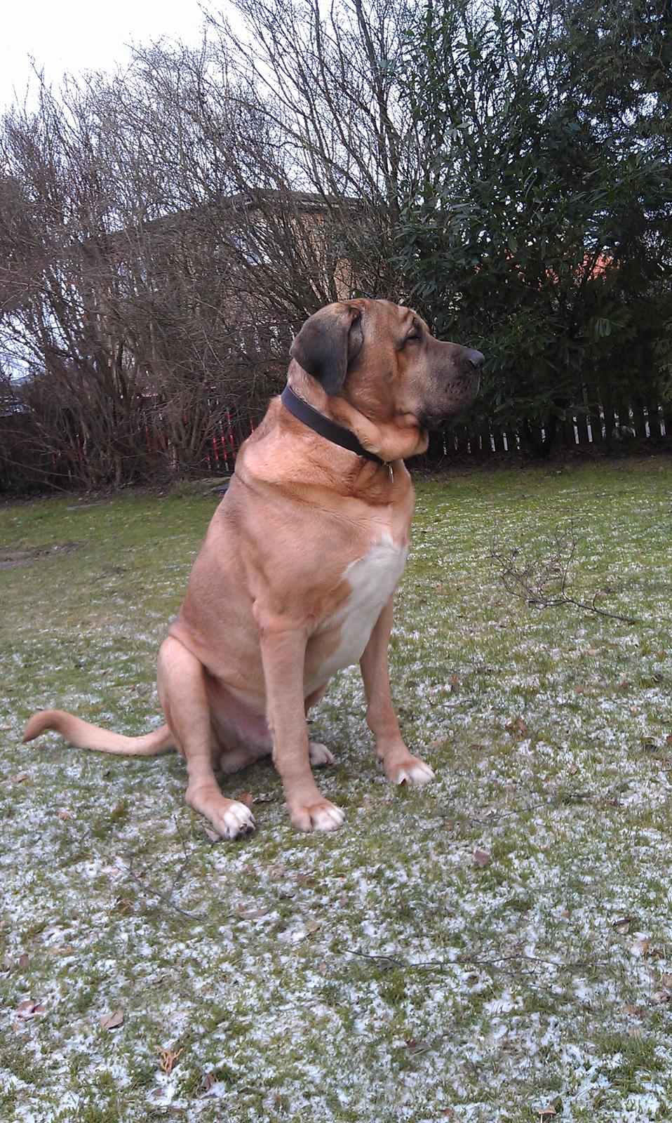 Broholmer Absalon (Balou) - 2013 billede 15