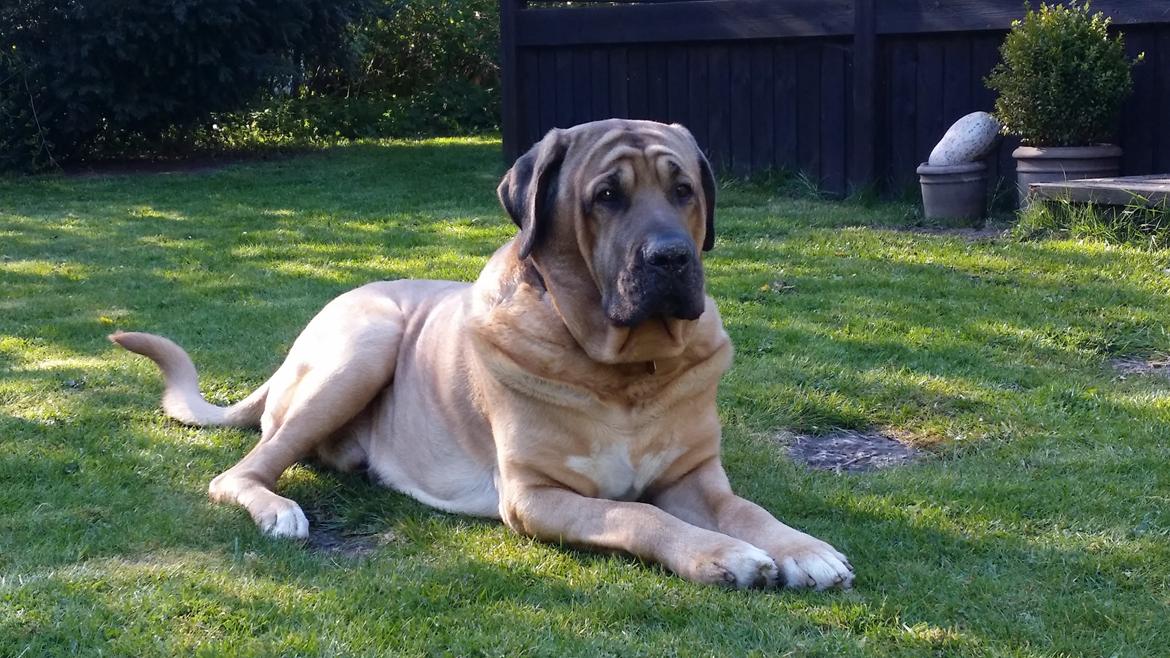 Broholmer Absalon (Balou) - 2015 billede 16