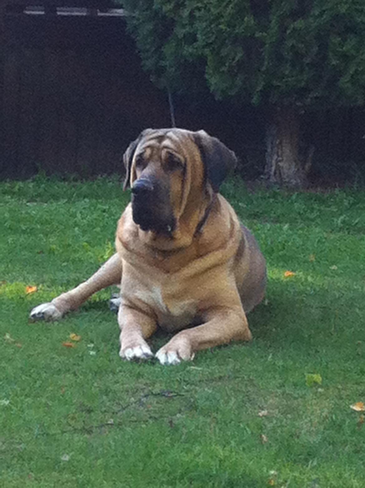 Broholmer Absalon (Balou) - 2014 billede 17