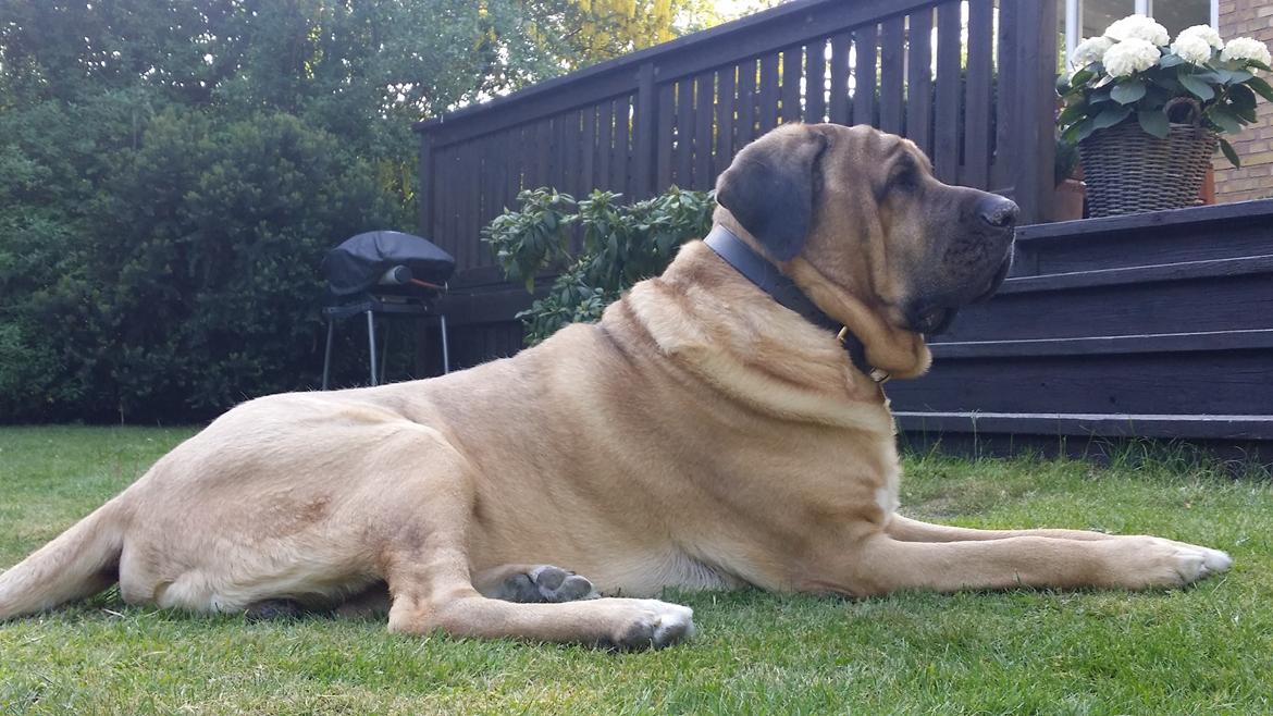 Broholmer Absalon (Balou) - 2016 billede 18