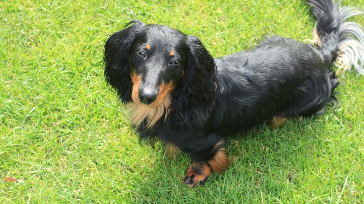 Dværggravhund Vaks - Vaksen 2017 billede 1