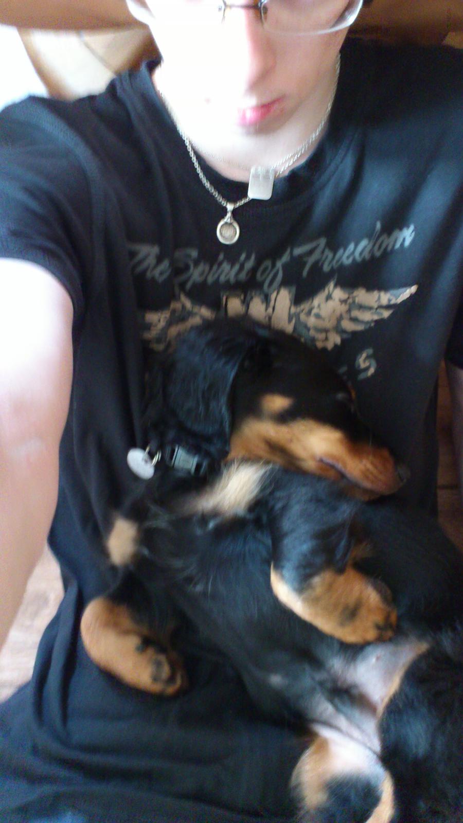 Dværggravhund Vaks billede 19