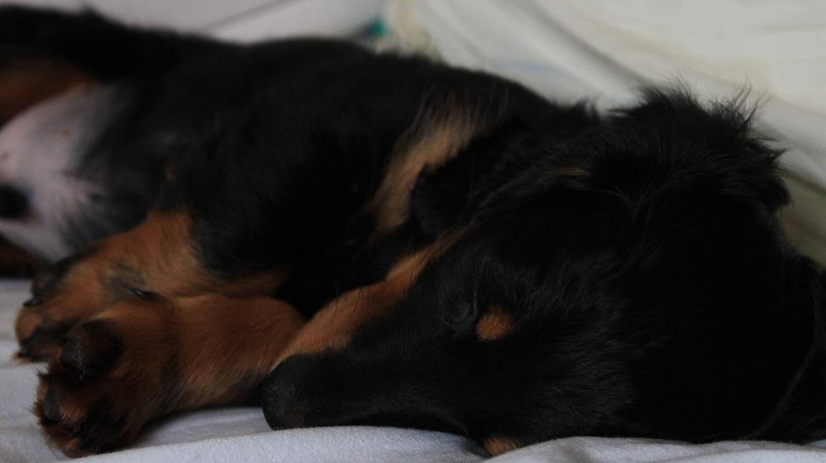 Dværggravhund Vaks billede 38