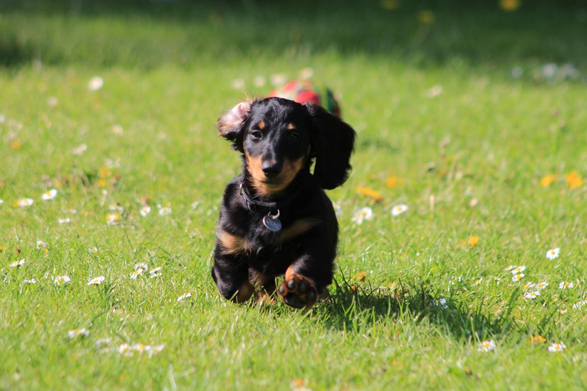 Dværggravhund Vaks billede 39