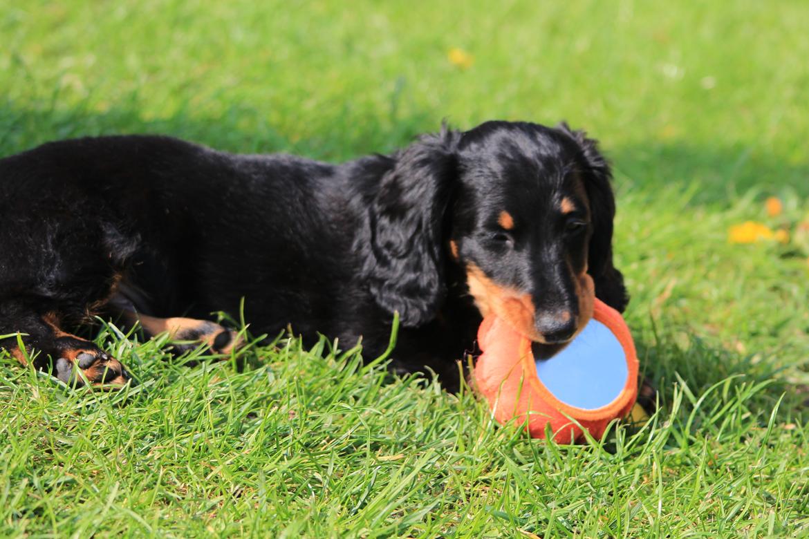 Dværggravhund Vaks billede 40