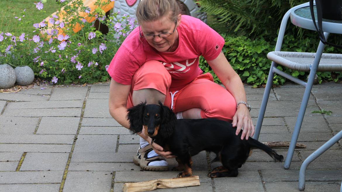 Dværggravhund Vaks billede 42