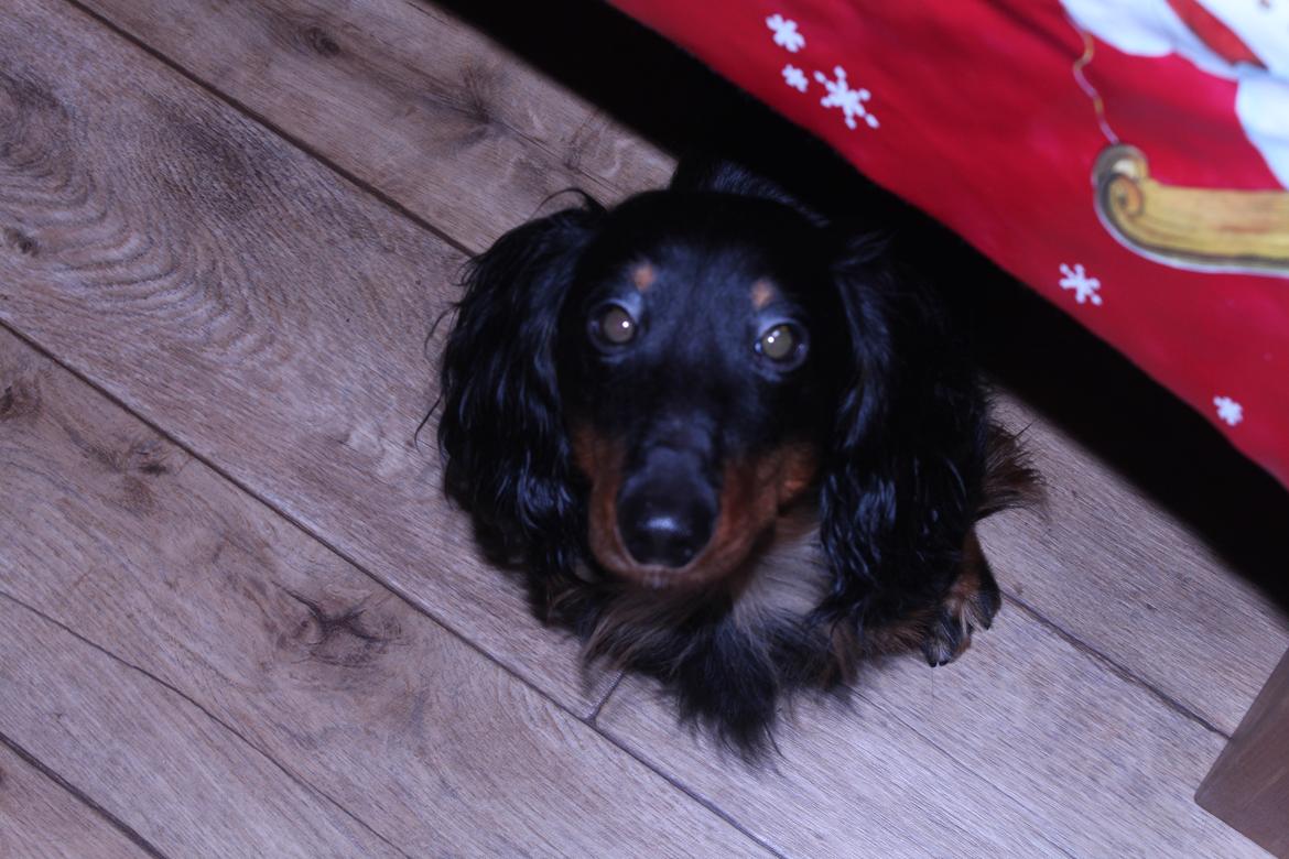 Dværggravhund Vaks billede 30