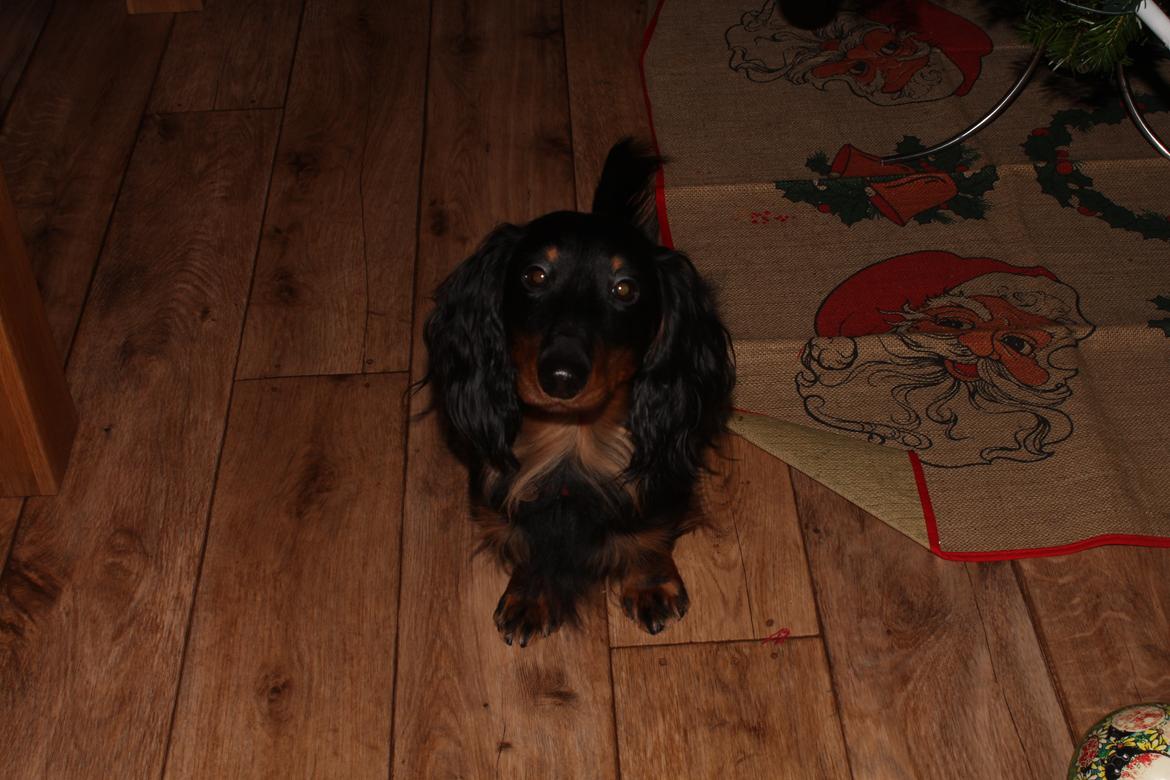 Dværggravhund Vaks billede 28