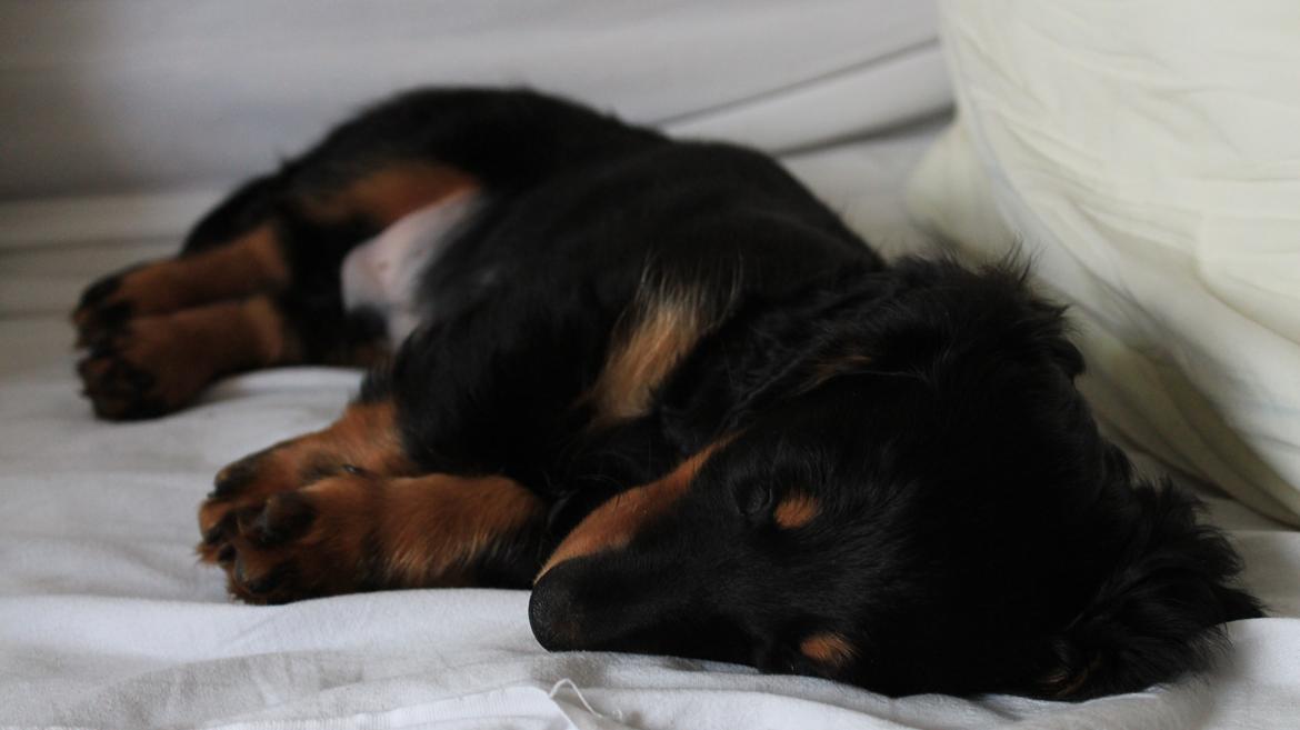 Dværggravhund Vaks billede 41