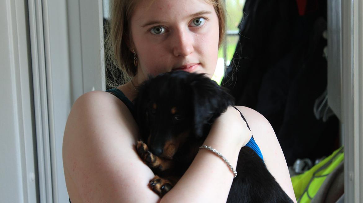 Dværggravhund Vaks billede 43