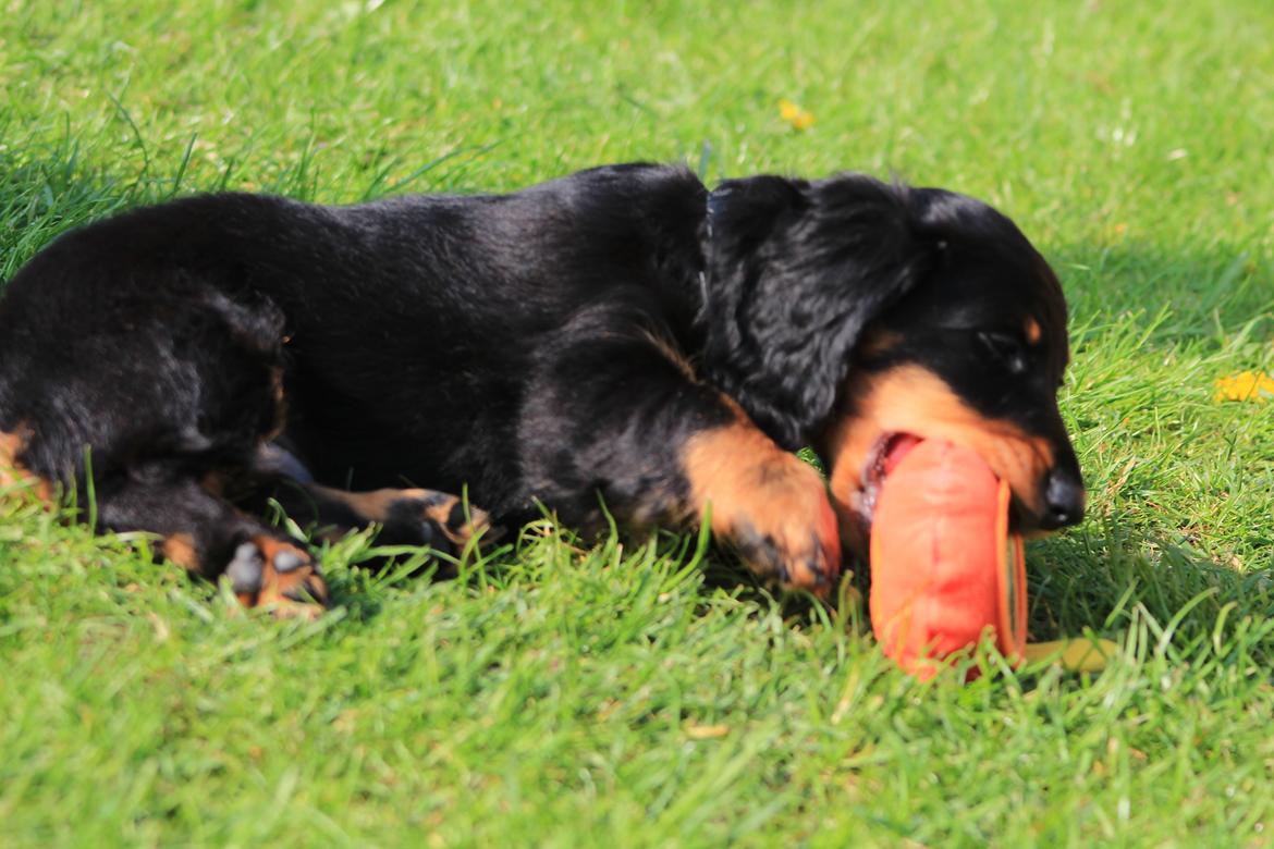 Dværggravhund Vaks billede 44