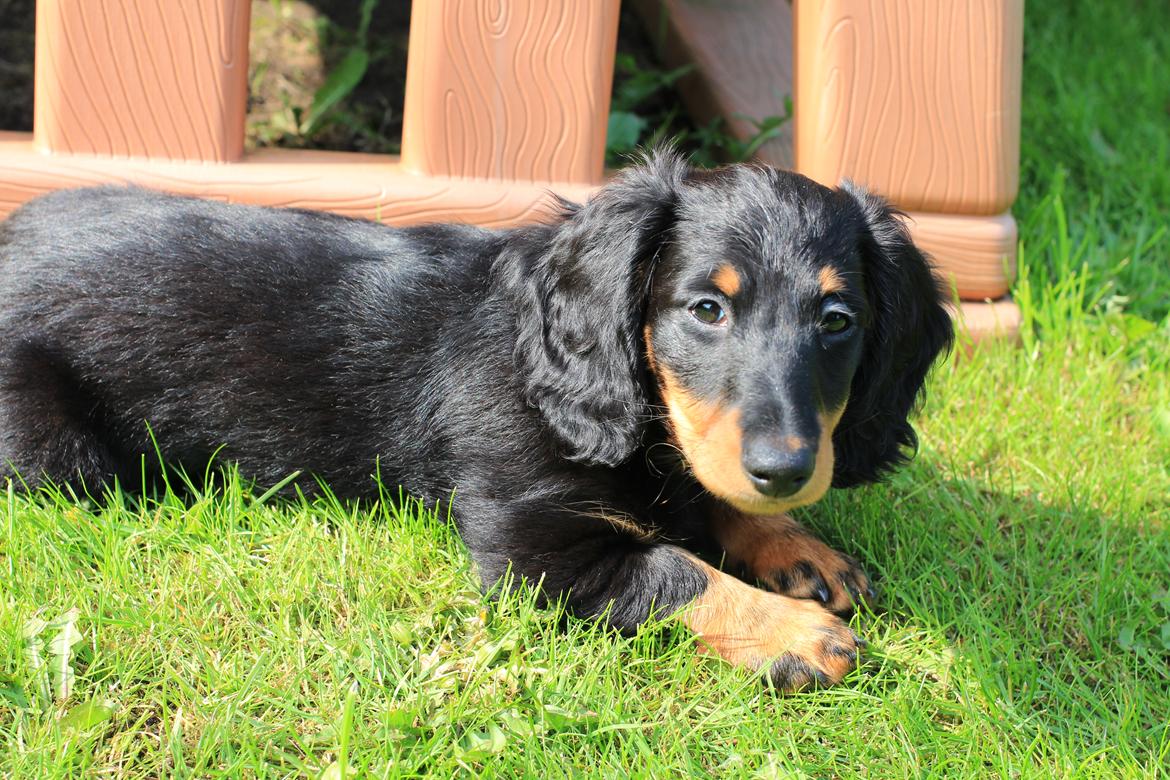 Dværggravhund Vaks billede 45