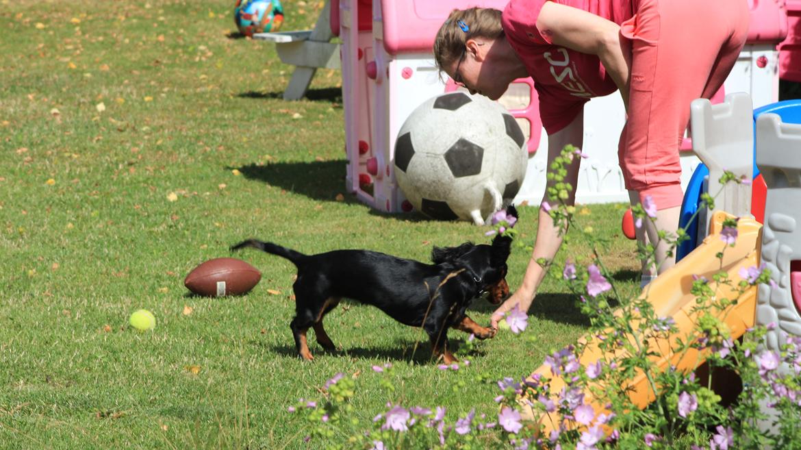 Dværggravhund Vaks billede 46