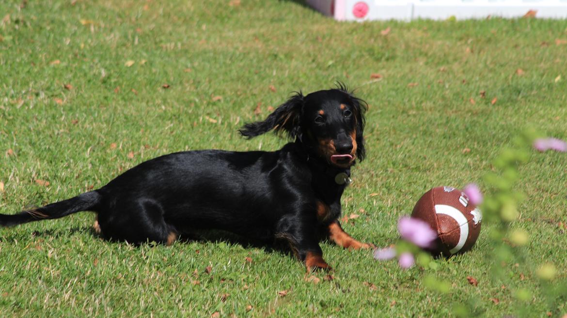 Dværggravhund Vaks billede 47