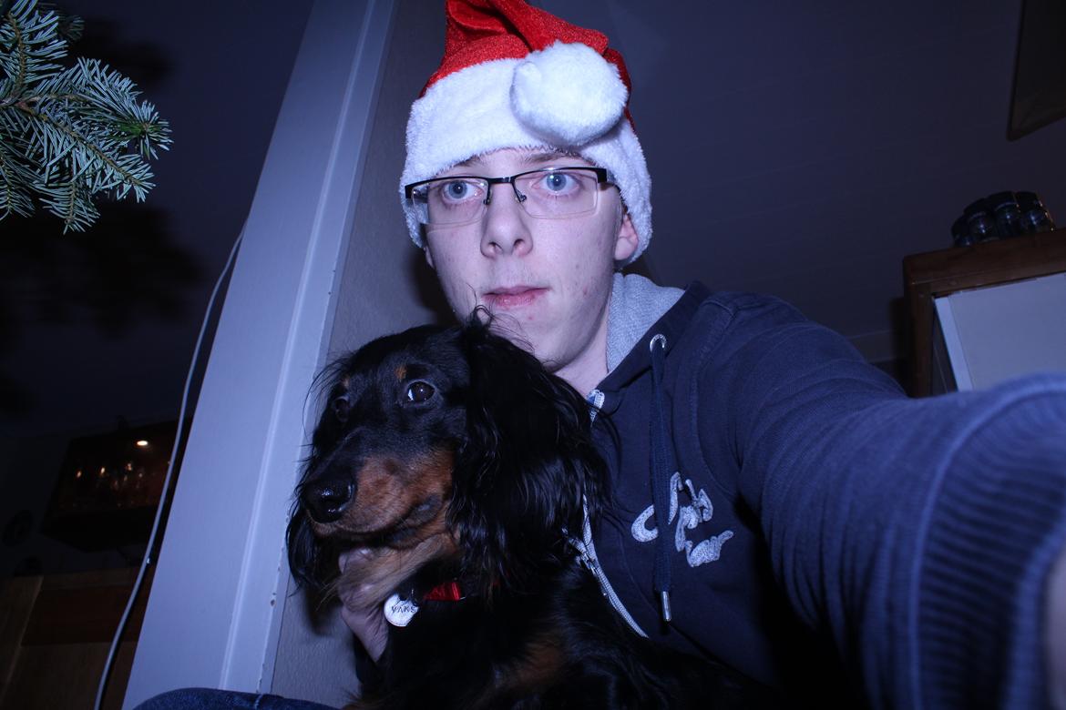 Dværggravhund Vaks billede 29