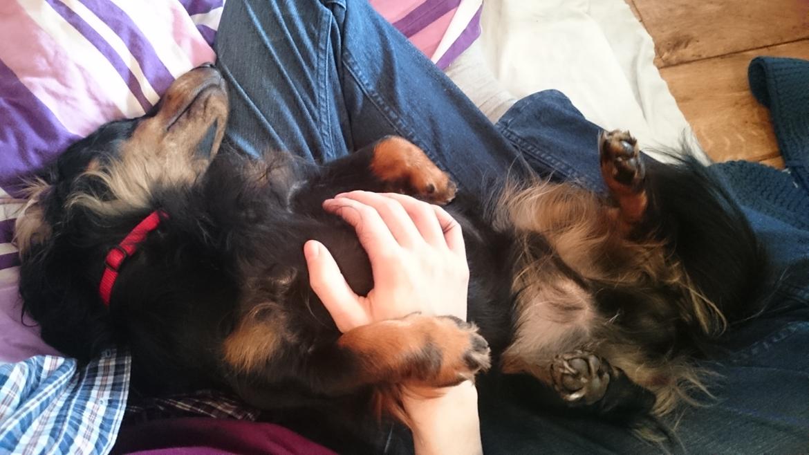 Dværggravhund Vaks billede 6