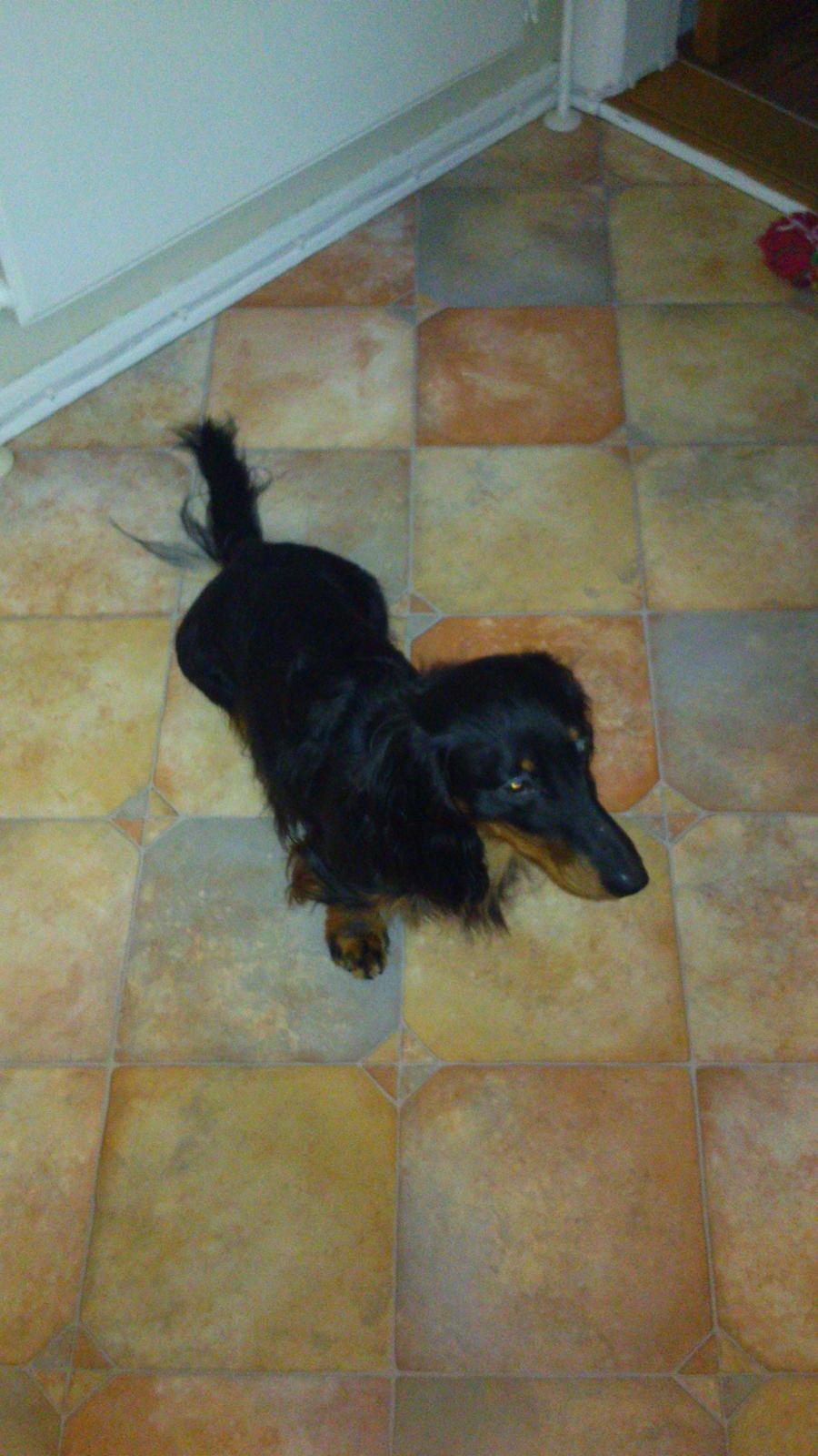 Dværggravhund Vaks billede 8